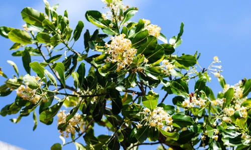 Khám phá vẻ đẹp rực rỡ không ngờ của Trường Sa