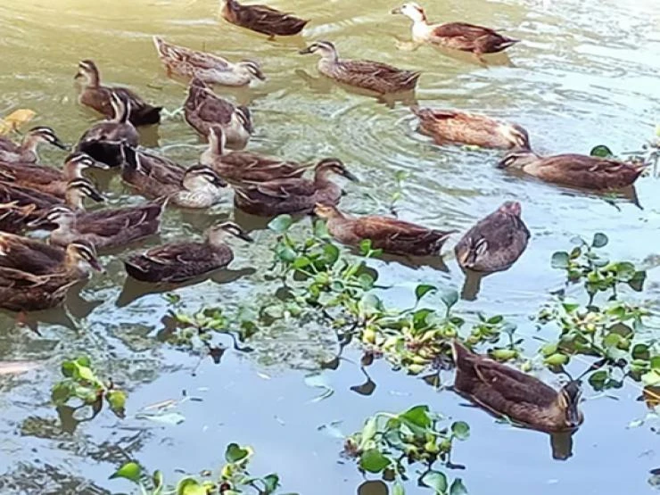 Loài sáng bay đi tối bay về, ở VN có người nuôi lãi trăm triệu