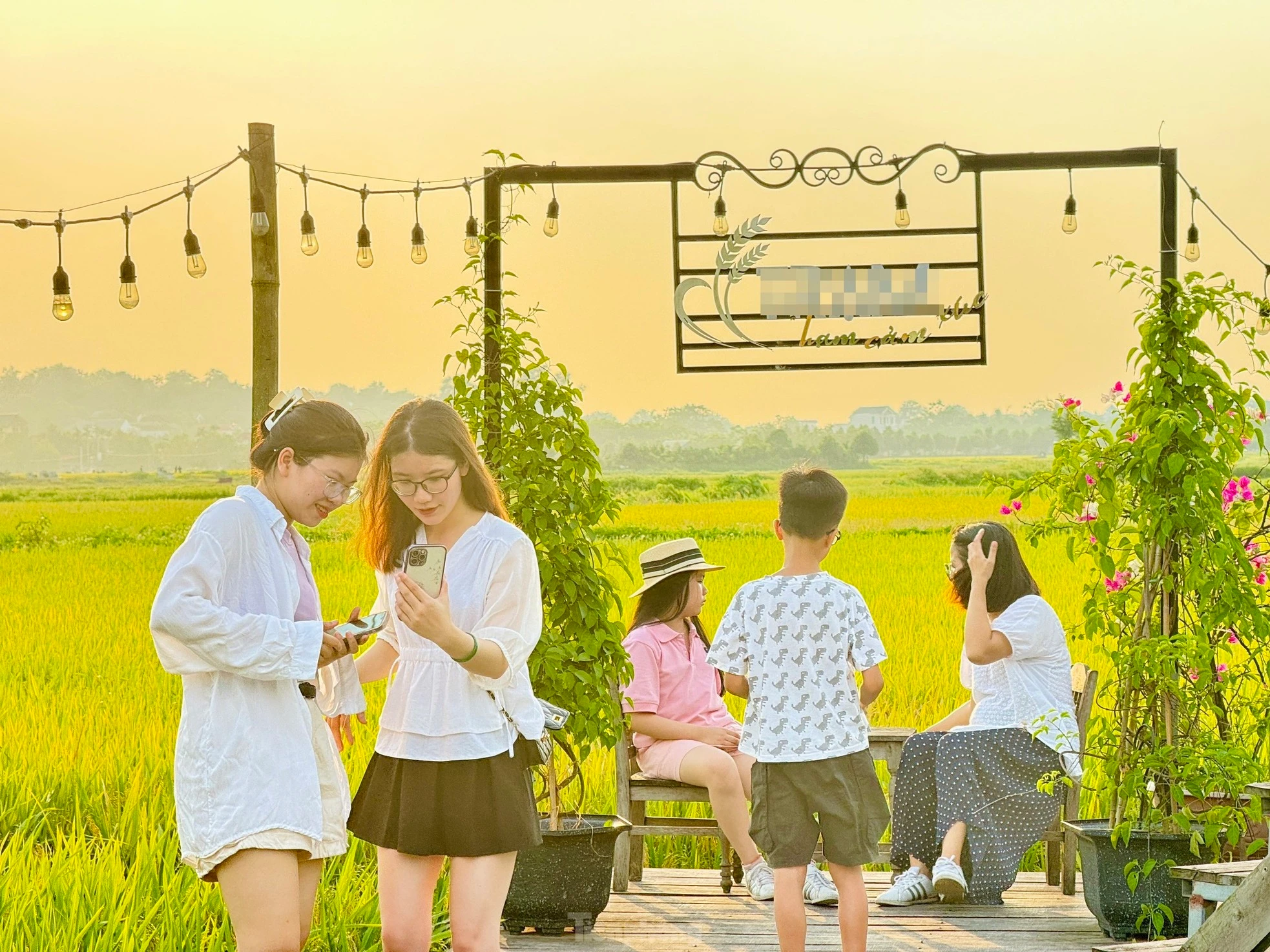 Quán cà phê giữa cánh đồng lúa chín vàng thu hút giới trẻ