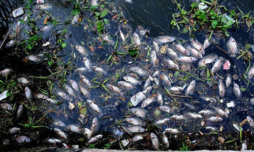 Ảnh cá kênh Nhiêu Lộc chết trắng mặt nước, bốc mùi thối