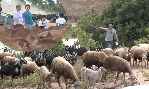 Phan Anh đi chăn dê trong “Bố ơi! Mình đi đâu thế“
