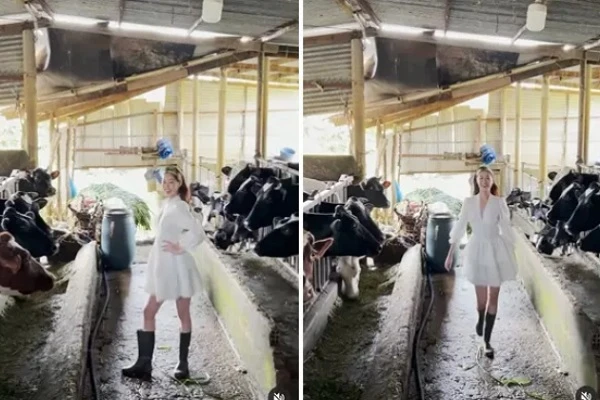 Cười xỉu xem Hoa hậu Khánh Vân catwalk giữa chuồng bò