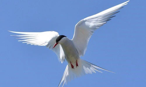 14 cuộc di cư vĩ đại nhất hành tinh