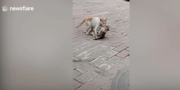 Video: Mèo hoang đau đớn tha xác bạn khiến triệu người bật khóc