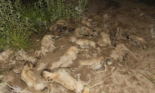 Rùng mình xem linh dương chết thảm do xảy chân