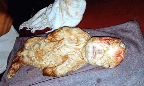 Dê "mặt người" và những trường hợp biến dị gây sốc nhất