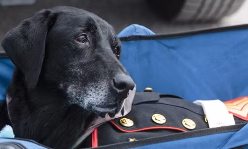 Nước mắt tiễn đưa con chó bị ung thư của quân đội Mỹ