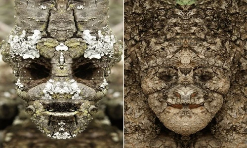 Chết khiếp "gương mặt" của những quái cây đáng sợ (1)