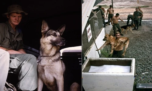 Ảnh hiếm về chó nghiệp vụ Mỹ thời chiến tranh Việt Nam