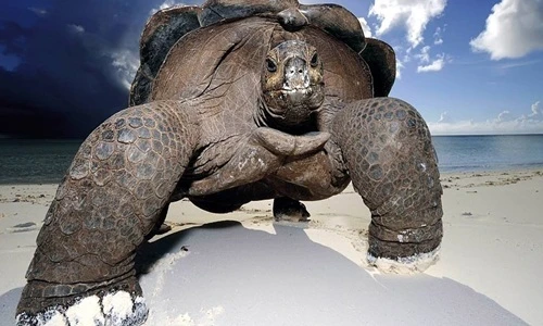 Điểm danh những loài rùa khổng lồ trên thế giới