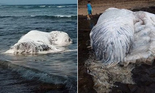 Sinh vật khổng lồ dạt vào bãi biển gây rúng động