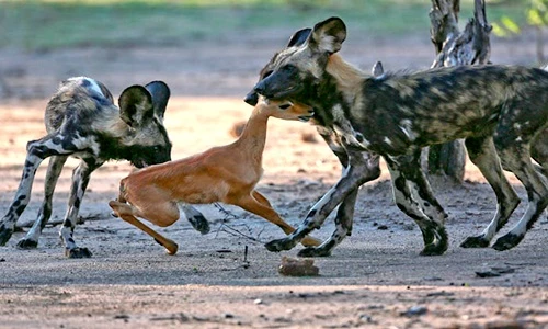 Sức mạnh kinh hồn của "thợ săn tốc độ" khét tiếng châu Phi
