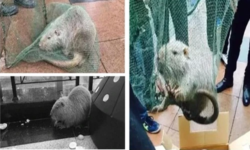 Bắt được chuột khổng lồ gây kinh khiếp ở Trung Quốc