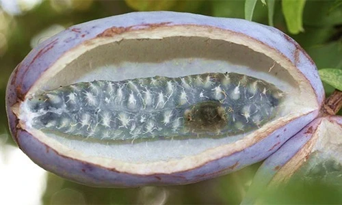 Điểm những loại trái cây kỳ quặc nhất thế giới