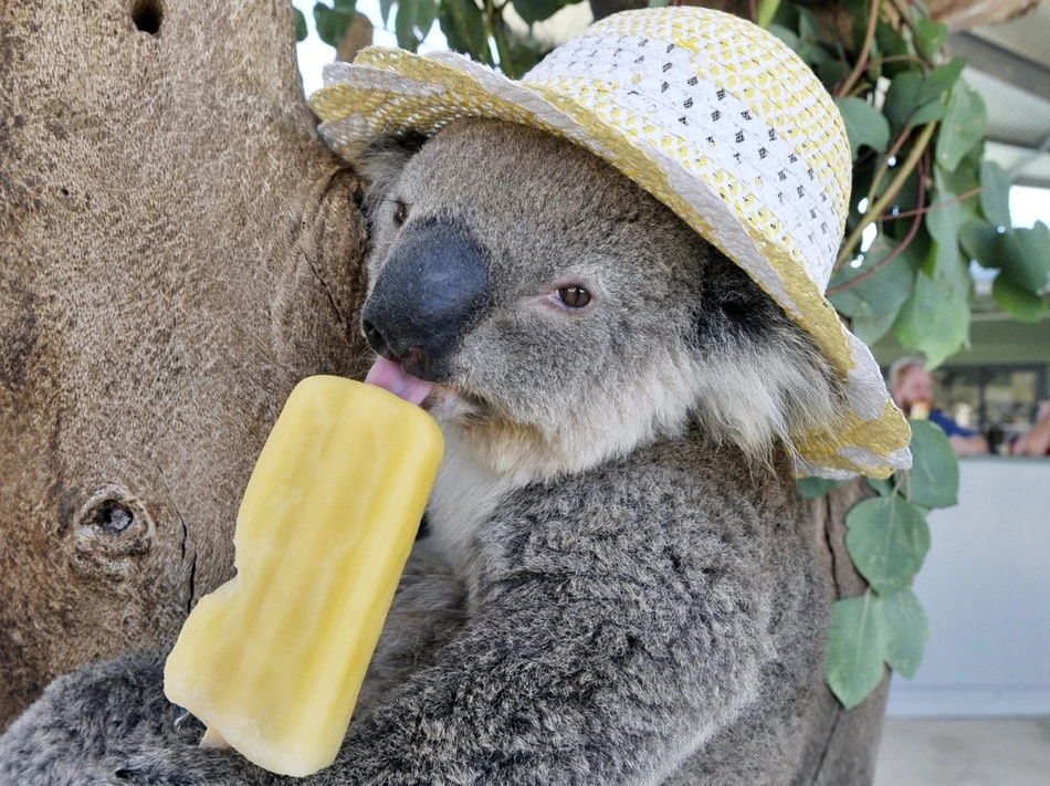 Những màn đối phó thời tiết đỉnh cao của động vật