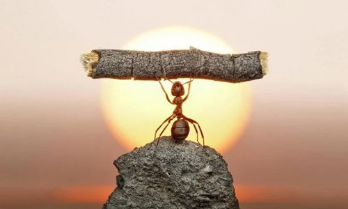 Hình ảnh khó tin về sức mạnh của loài kiến lực sĩ 