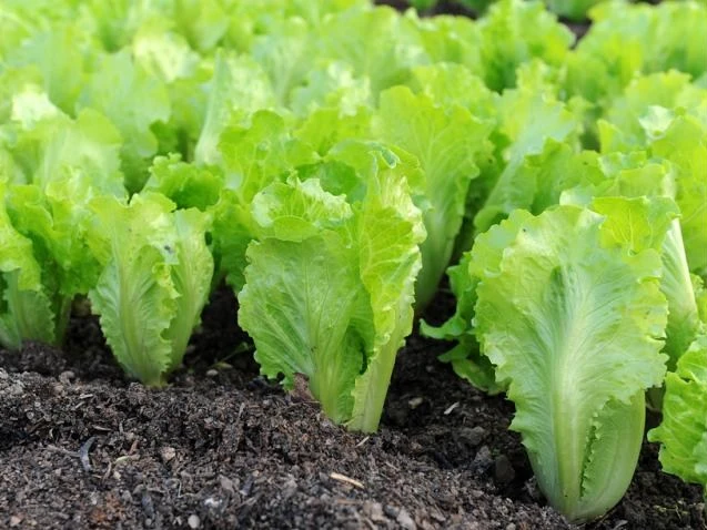 Bất ngờ loại rau giá rẻ là thuốc ngủ tự nhiên, giảm stress 