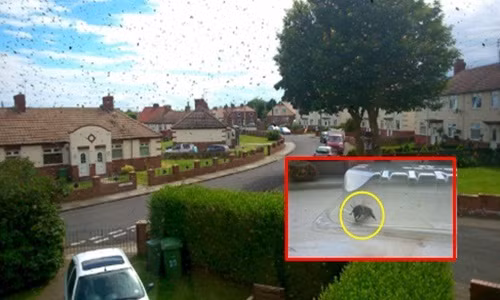 Bắt ong về chơi, "chết lặng" khi thấy những gì tổ ong làm 