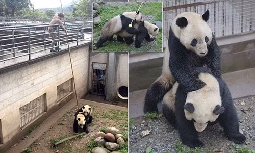 Xem chuyên gia kích thích gấu trúc động dục, chống lãnh cảm