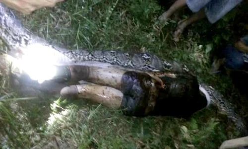 Mổ bụng trăn khổng lồ thấy điều khủng khiếp này bên trong