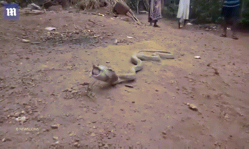 Tham ăn, rắn hổ mang lại vật vã cực khổ vô cùng