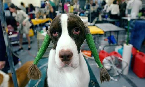 Chết cười những kiểu tóc quái dị dành cho chó