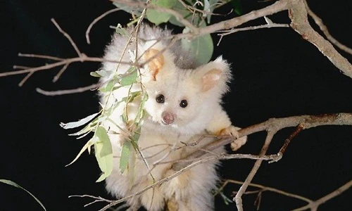 Bạn có biết, những chú "gấu bông" bay này còn tồn tại?