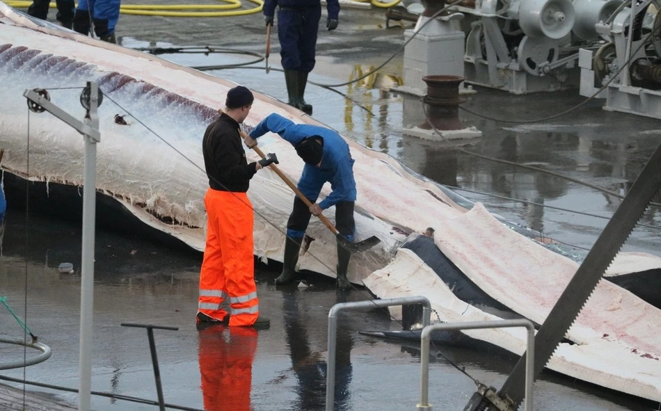 Phẫn nộ cảnh xẻ thịt cá voi công khai trên cảng 