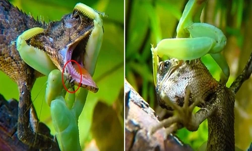 Ghê rợn bọ ngựa săn giết, xẻ thịt thằn lằn