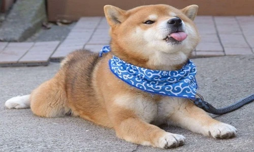 Mê mẩn chú chó biểu cảm siêu đáng yêu ở Nhật Bản