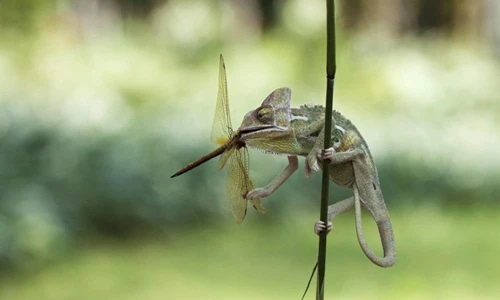 Kinh hoàng khoảnh khắc tắc kè nhai nát đầu chuồn chuồn