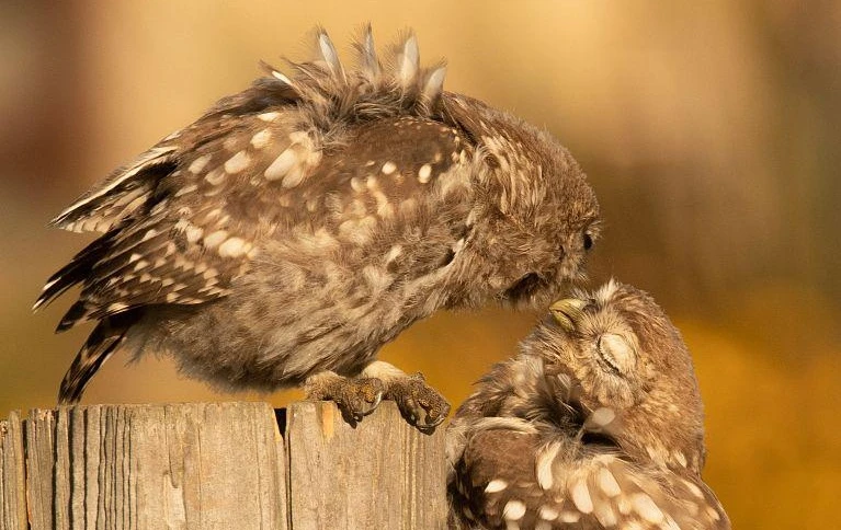 Đôi cú nhỏ tình cảm đến mức khiến con người ghen tị