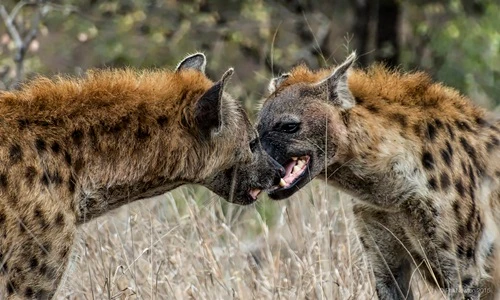 Xót xa linh cẩu bị chính đồng loại quây giết 