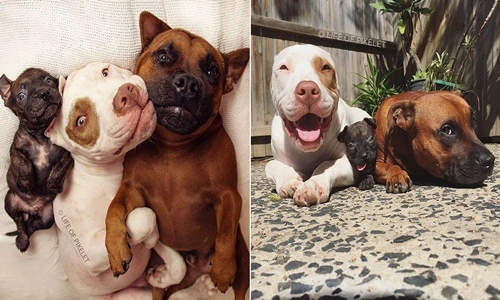 Ngưỡng mộ cuộc sống hạnh phúc của những chú chó mồ côi