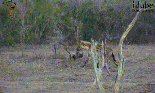Rùng mình cảnh linh cẩu đói ăn thịt chính đồng loại