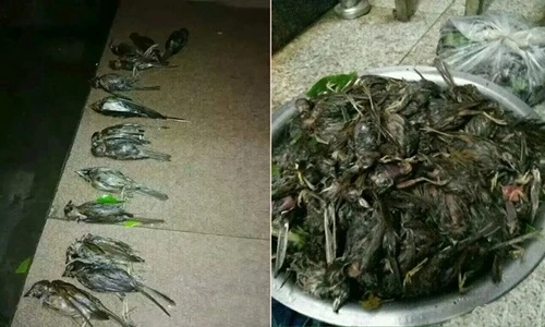 Chim én, chim sẻ chết thảm hàng loạt do mưa đá