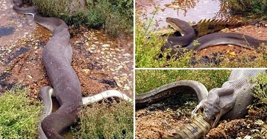 Trăn khổng lồ cắn xé cá sấu, nuốt chửng đầy kinh hãi