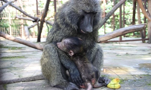 Cái kết hạnh phúc của khỉ đầu chó mồ côi mẹ