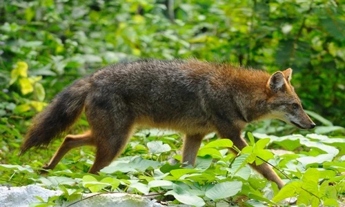 Ngắm vẻ đẹp hoang dại của sói rừng Việt Nam