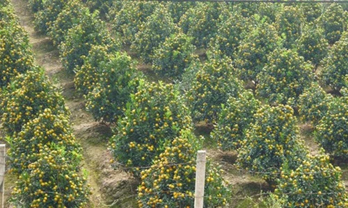 Vườn quất tiền tỷ ở thủ phủ cây cảnh miền Bắc