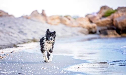 Hành trình tìm đường về nhà của chú chó mất tích