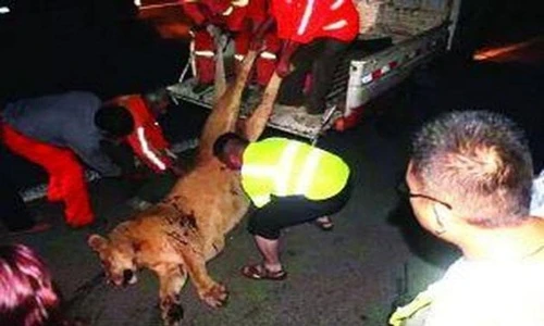 Sư tử xiếc bị cảnh sát bắn chết vì động dục