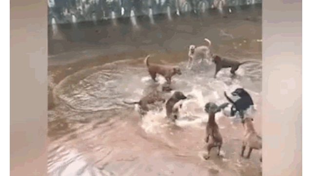 Video: Rái cá đơn độc tử chiến 9 con chó dữ và cái kết bất ngờ