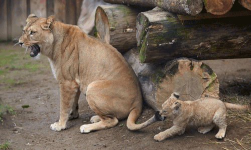 Chết cười những màn chơi khăm “độc” của động vật hoang dã