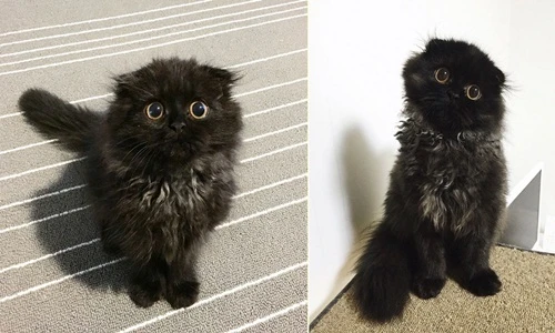 Chết mê chú mèo đáng yêu có đôi mắt to mê hoặc