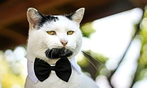 Mèo có bộ râu dê bảnh nhất thế giới 