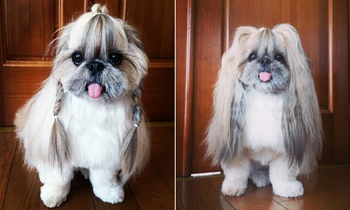 Chết mê cô chó ngôi sao với phong cách quyến rũ