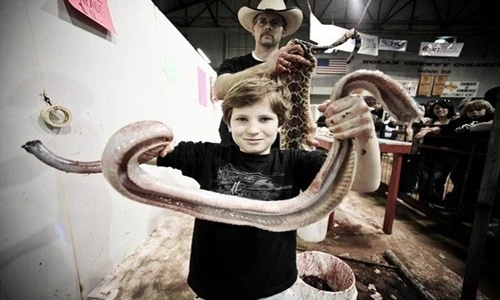 Hãi hùng cảnh bắt giết rắn đuôi chuông tàn bạo