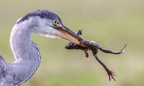 Diệc xanh nghiền nát, xơi tái ếch không thương tiếc