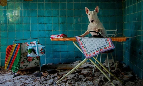 Cuộc phiêu lưu của cô chó nghĩ mình là con người